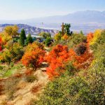 Best Places For California Autumn Leaves | Visit California   California Fall Color Map 2017