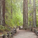 California Redwood Forests: Where To See The Big Trees   Giant Redwoods California Map