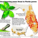 Citrus Greening: Florida's Bittersweet Harvest   Extra   Florida Citrus Greening Map