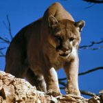 Cougar   Wikipedia   Mountain Lions In Texas Map