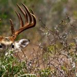 Deer Hunting Forecast 2017 | Outdoor Life   Texas Deer Population Map 2017