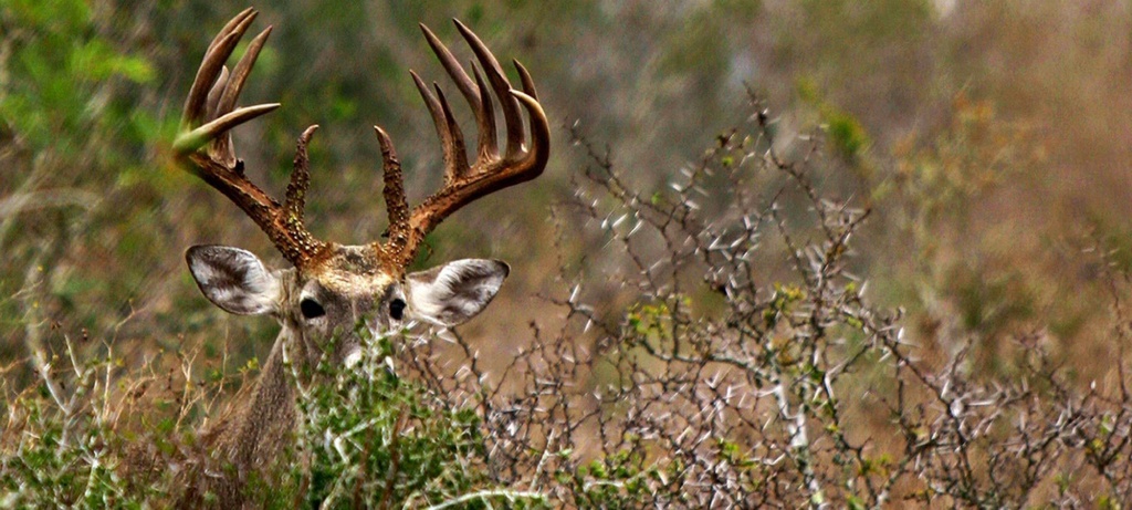 Deer Hunting Forecast 2017 | Outdoor Life - Texas Deer Population Map 2017