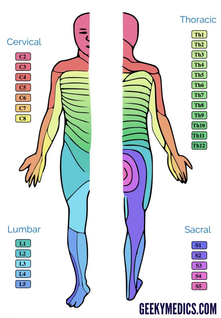 Dermatomes And Myotomes Anatomy Geeky Medics Printable Dermatome