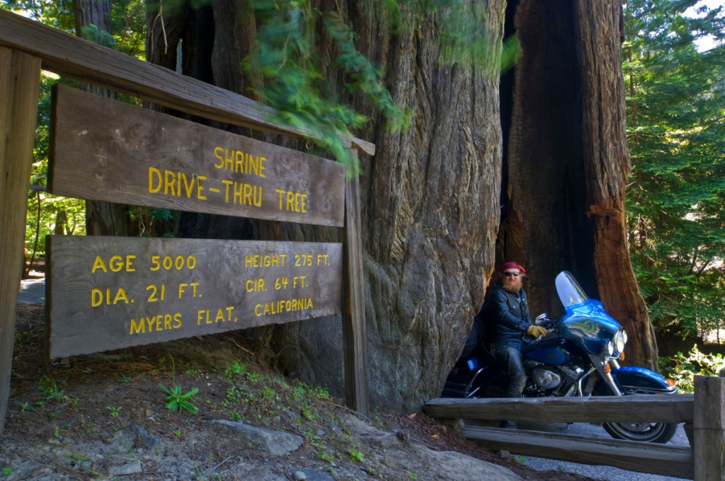 Drive Through A Redwood - Giant Redwood Trees California Map