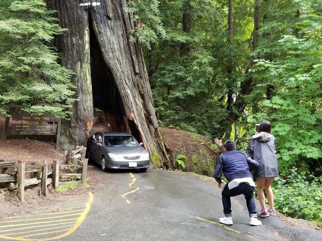 Drive Through Trees - Giant Redwood Trees California Map