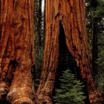 Giant Redwood Trees Of Sequoia National Park | World Building In   Giant Redwood Trees California Map