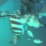 Gopro Spear Fishing. Port O'conner Texas. Oil Rig   Youtube   Texas Oil Rig Fishing Map