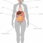 Having Map Of Internal Organs To Understand Human Body | Anatomy Of   Printable Body Maps