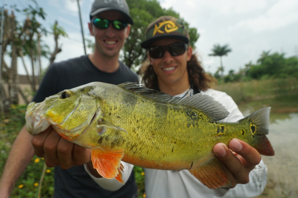 How To Find And Catch Peacock Bass In South Florida - Peacock Bass Florida Map
