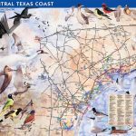 How To Purchase   Great Texas Wildlife Trails   Wildlife   Texas   Texas Birding Trail Maps