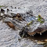 Interactive Map Shows Where Florida's Nuisance Alligators Are   News   Alligators In Florida Map