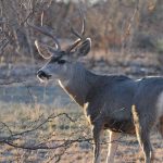 Mule Deer — Texas Parks & Wildlife Department   Deer Rut Map Texas