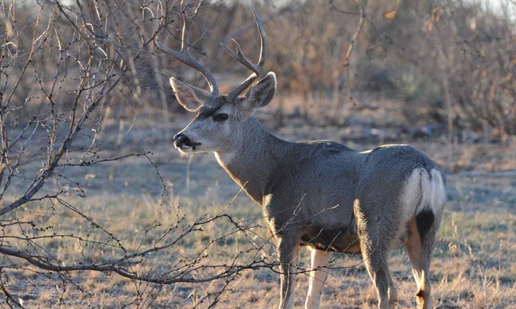 Mule Deer — Texas Parks &amp;amp; Wildlife Department - Deer Rut Map Texas