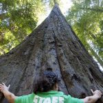 Places To See Big Trees | Visit California   Giant Redwood Trees California Map