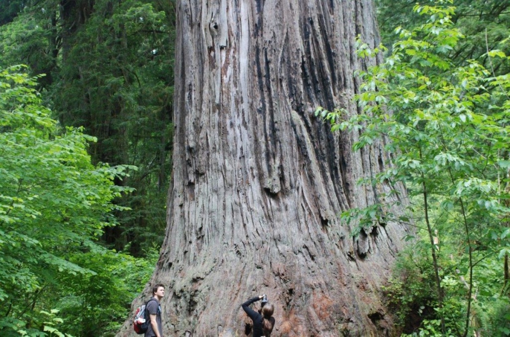 Ten Must See Redwood Trees - Giant Redwood Trees California Map