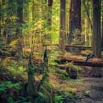 Travel Info For The Redwood Forests Of California, Eureka And   Redwood Forest California Map
