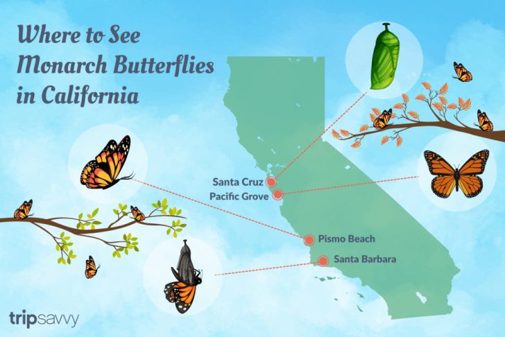 Monarch Butterfly Migration Map California
