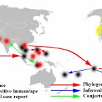 Zika Virus Outbreak Timeline   Wikipedia   Zika Virus Florida Map